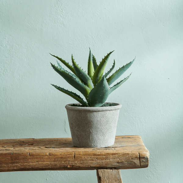 Alocacee Aloe vera in vaso piante succulente