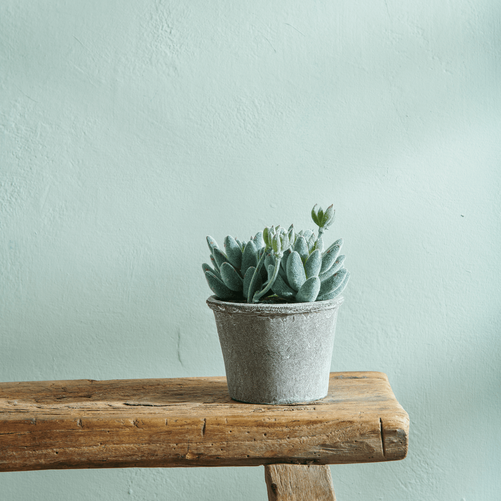 Echeveria Succulent – Neptune